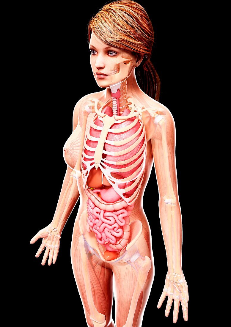 Female anatomy,artwork