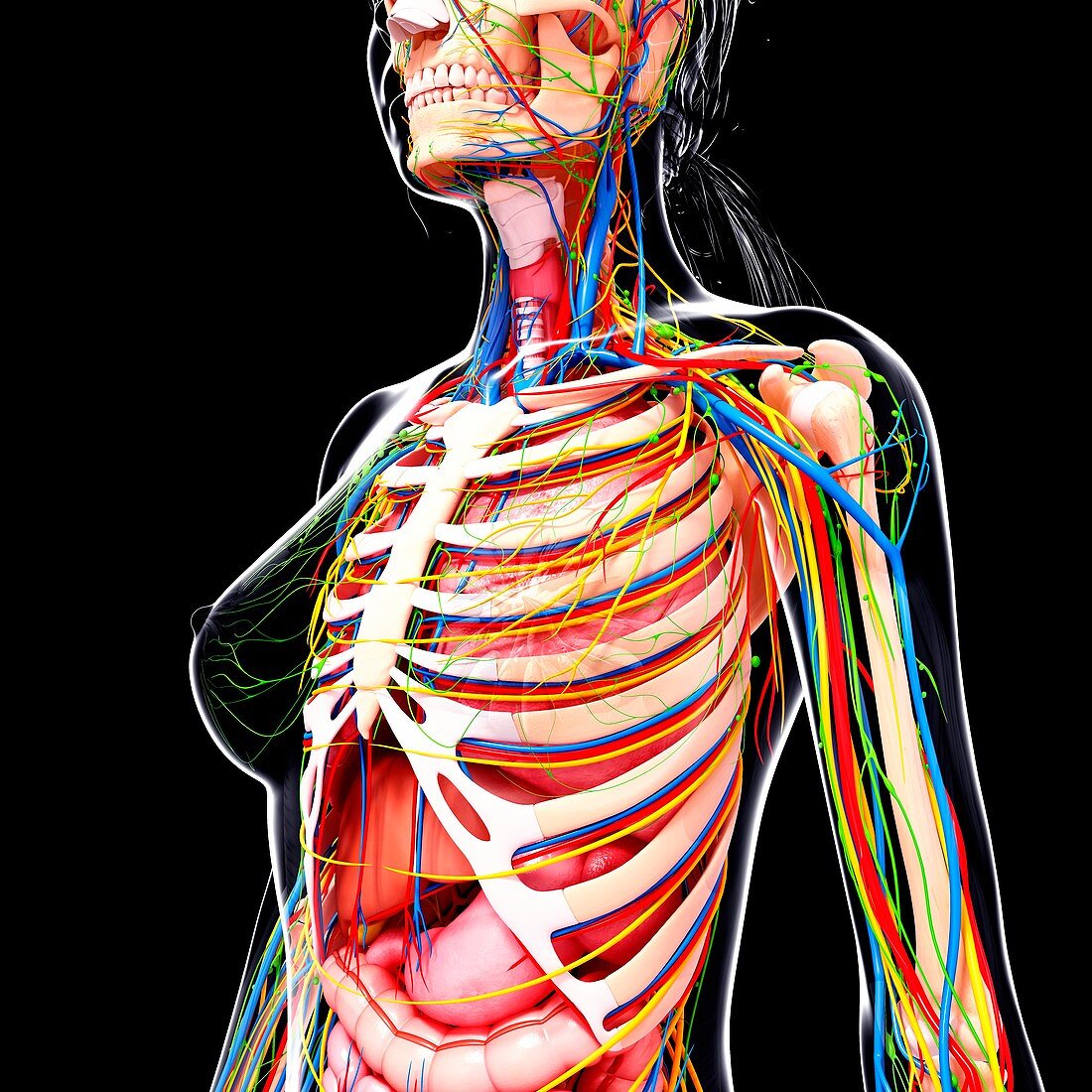 Female anatomy,artwork