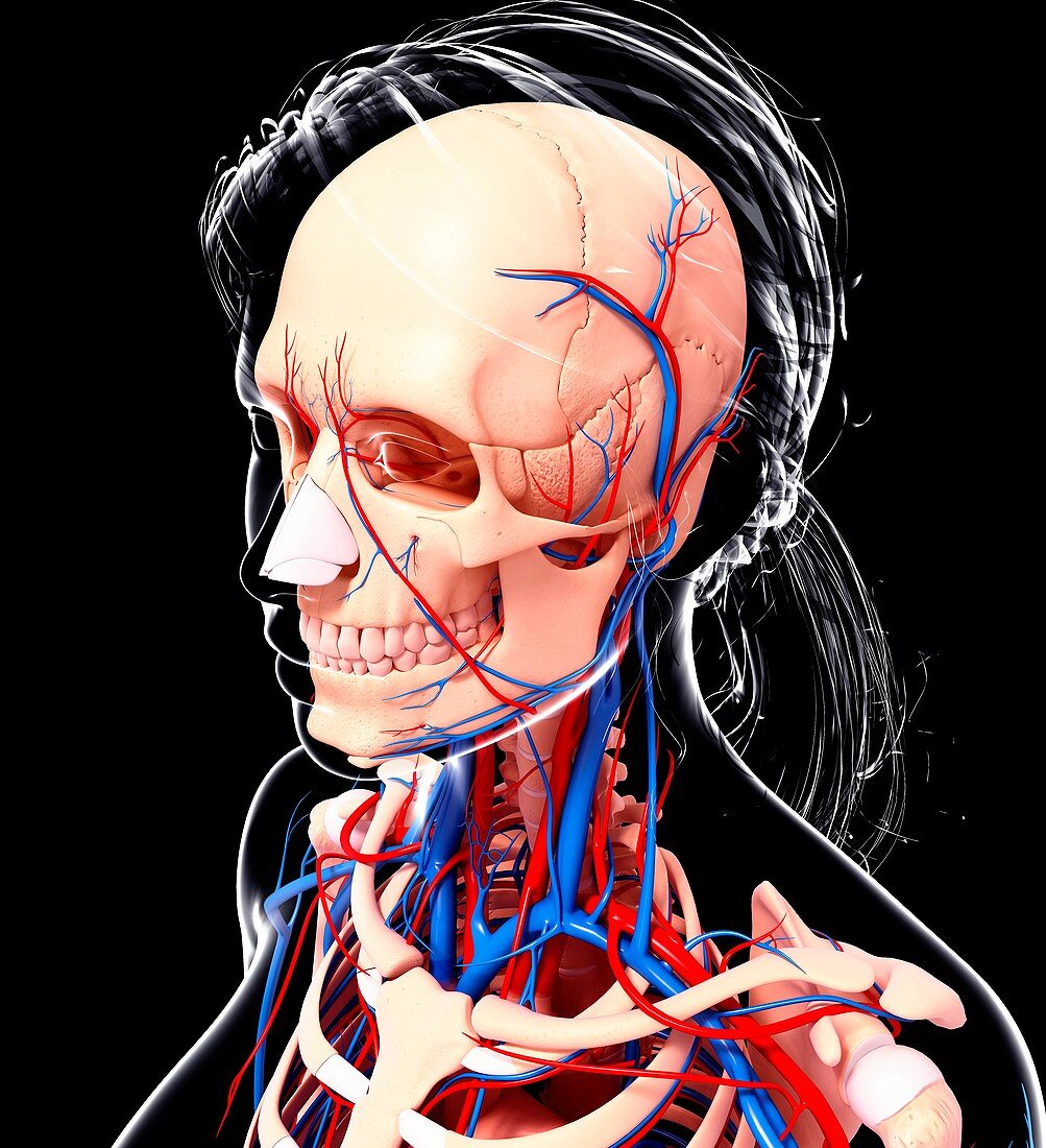 Female cardiovascular system,artwork