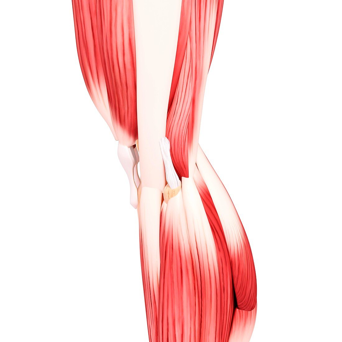 Human leg musculature,artwork