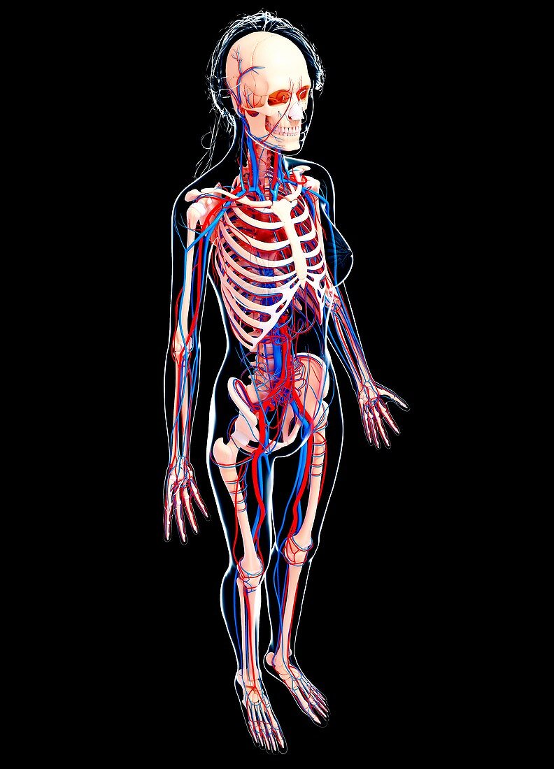 Female cardiovascular system,artwork