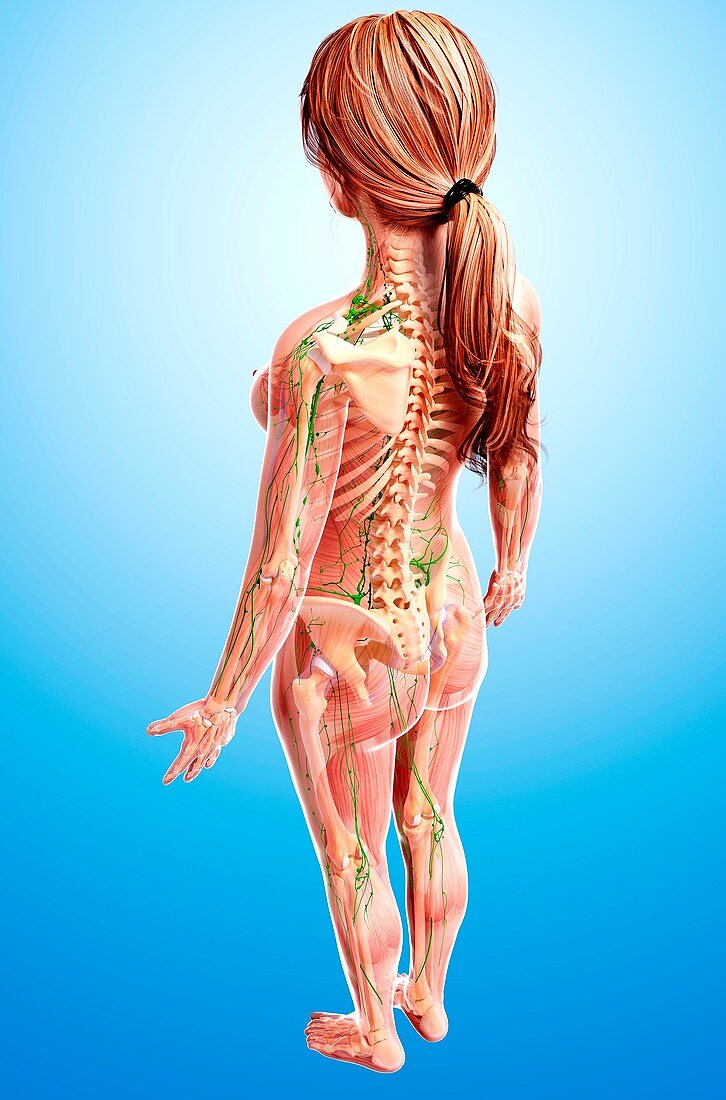 Female lymphatic system,artwork