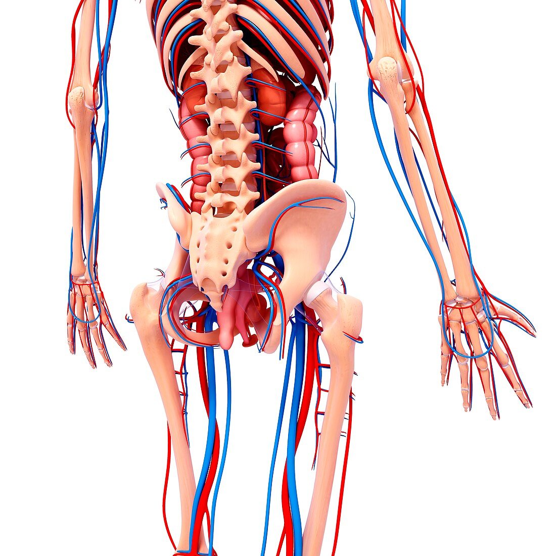 Human cardiovascular system,artwork