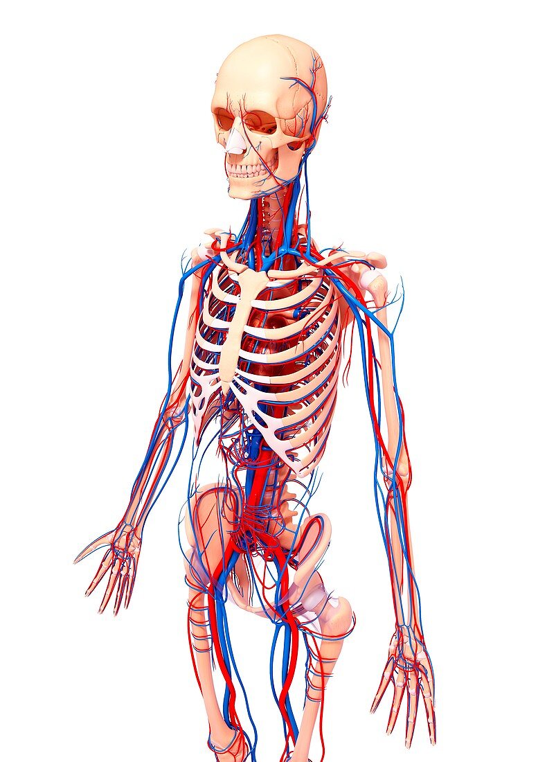 Human cardiovascular system,artwork