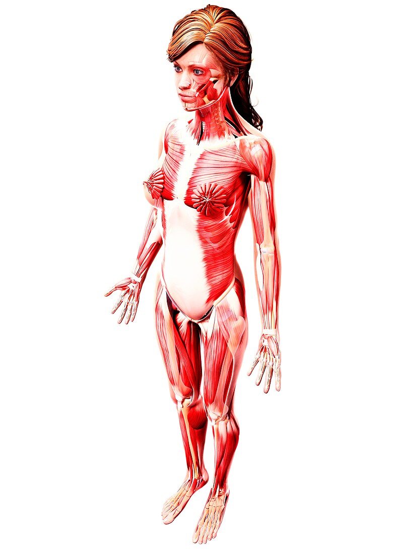 Female musculature,artwork