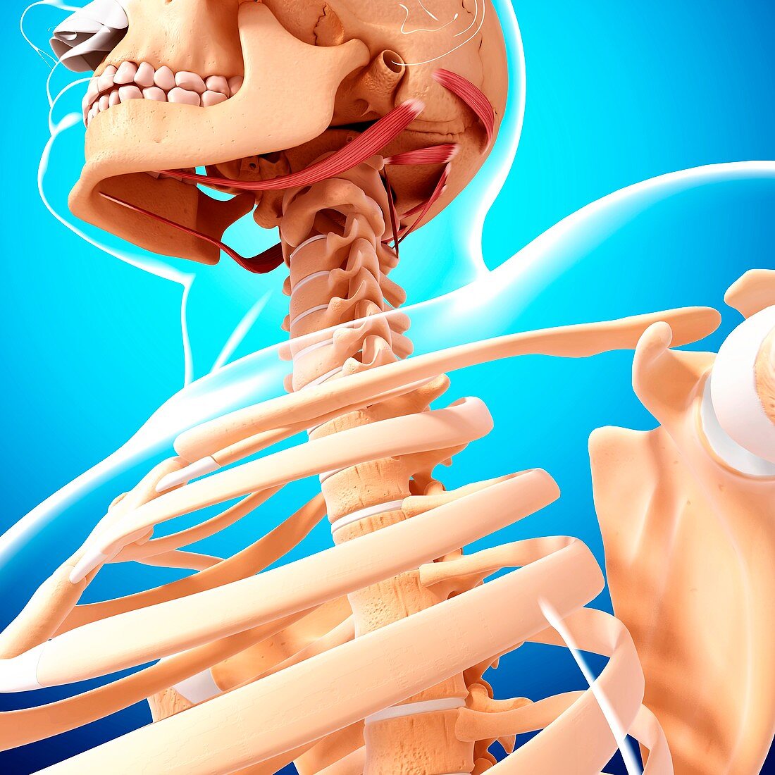 Human neck musculature,artwork