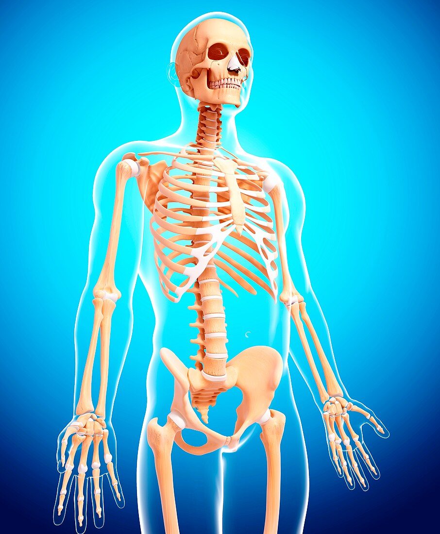 Human skeleton,artwork