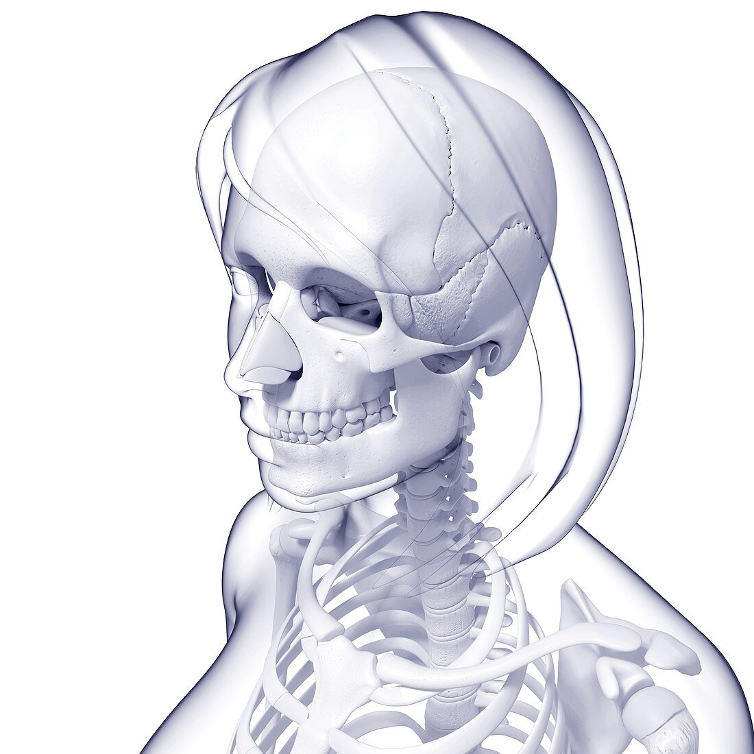 Female skeleton,artwork