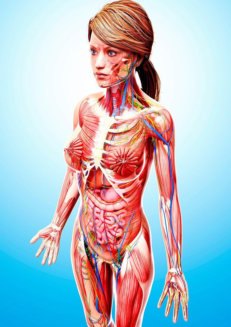 Female anatomy,artwork