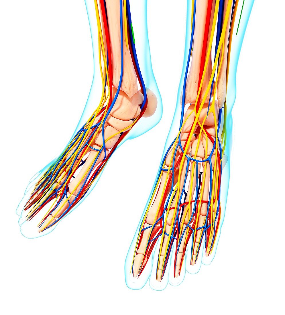 Human foot anatomy,artwork