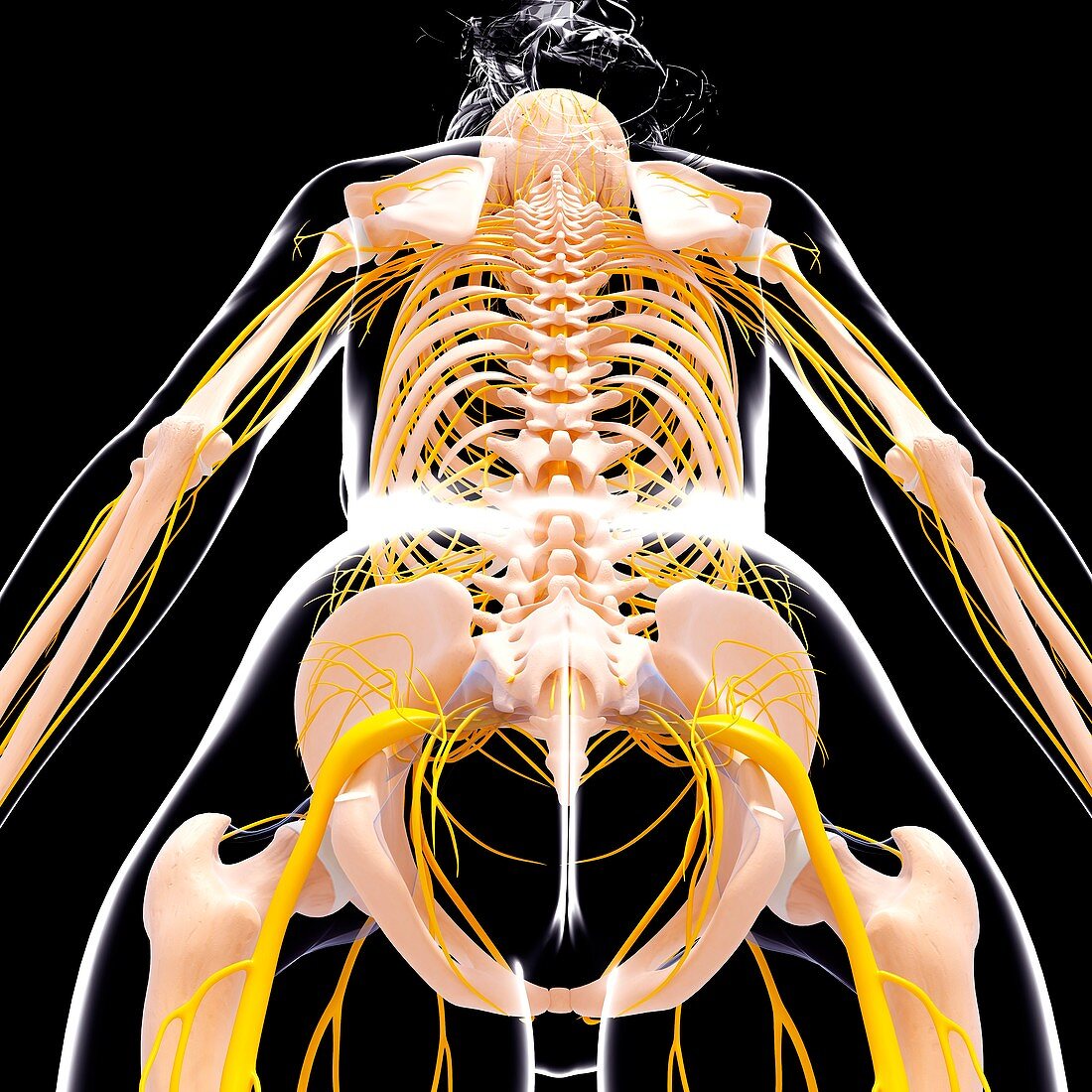 Female nervous system,artwork