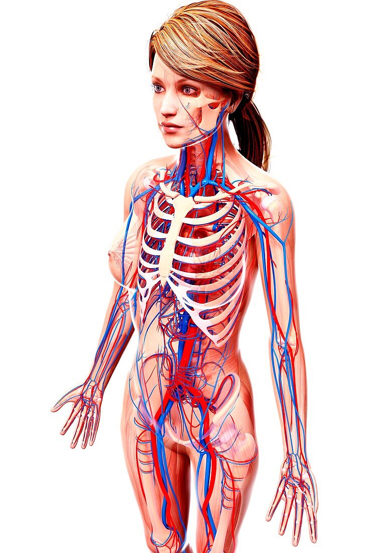 Female cardiovascular system,artwork