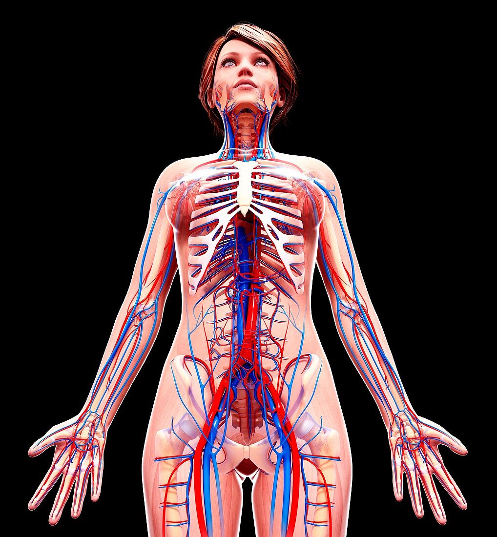 Female cardiovascular system,artwork