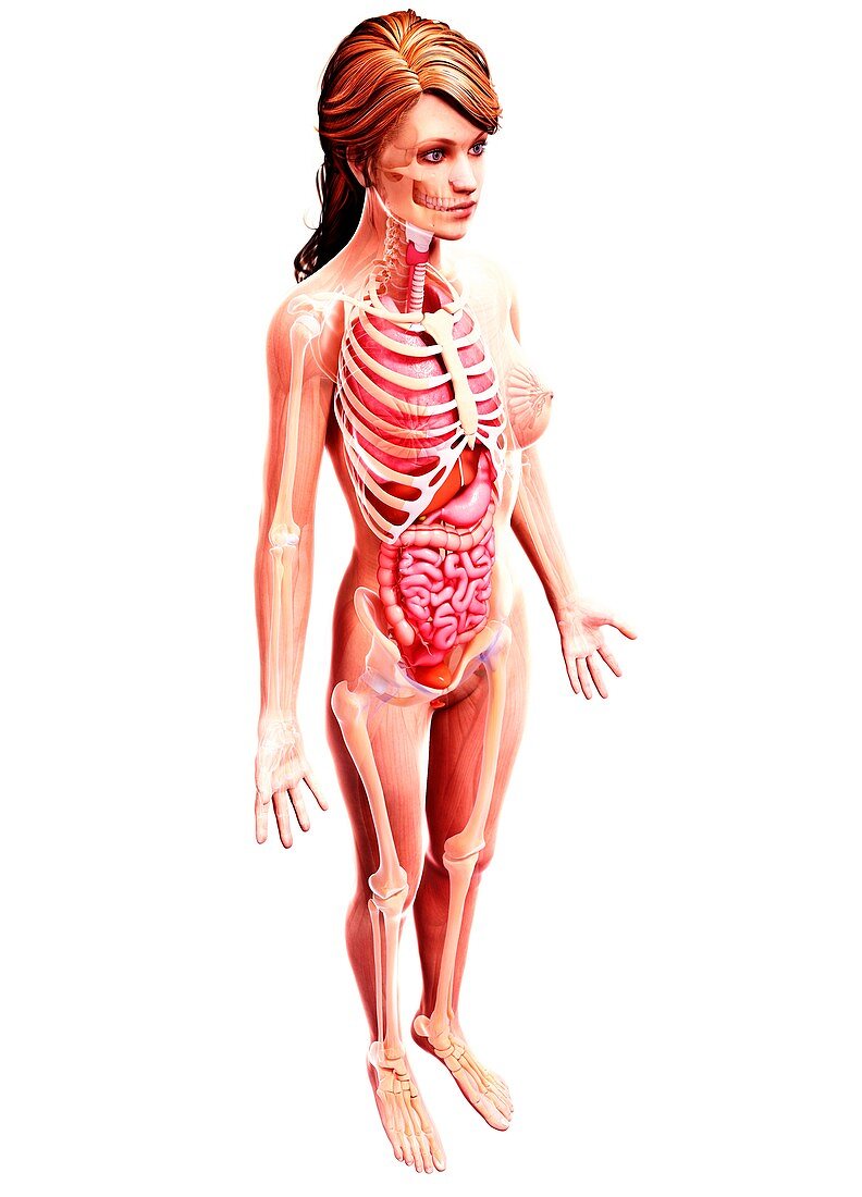 Female anatomy,artwork