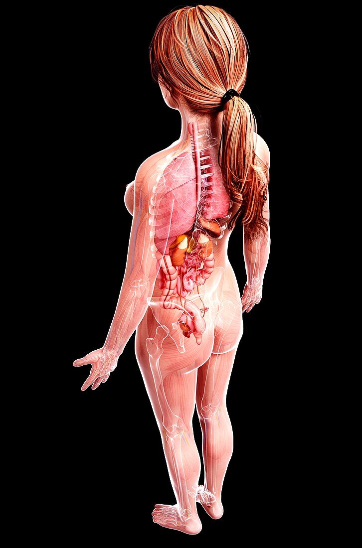 Female anatomy,artwork