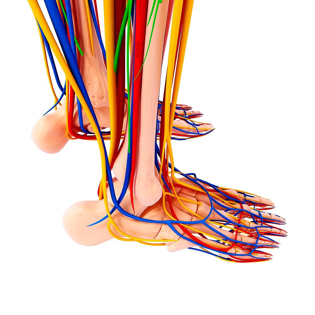 Human foot anatomy,artwork