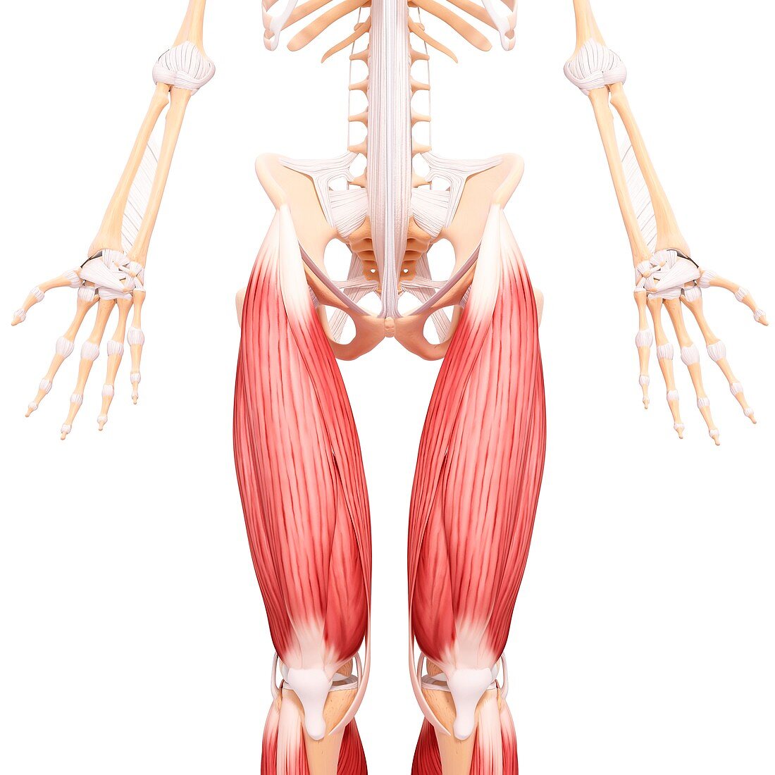 Human leg musculature,artwork