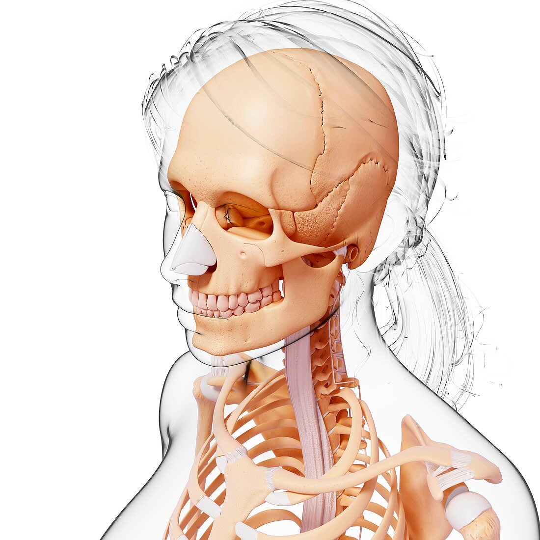 Female skeleton,artwork