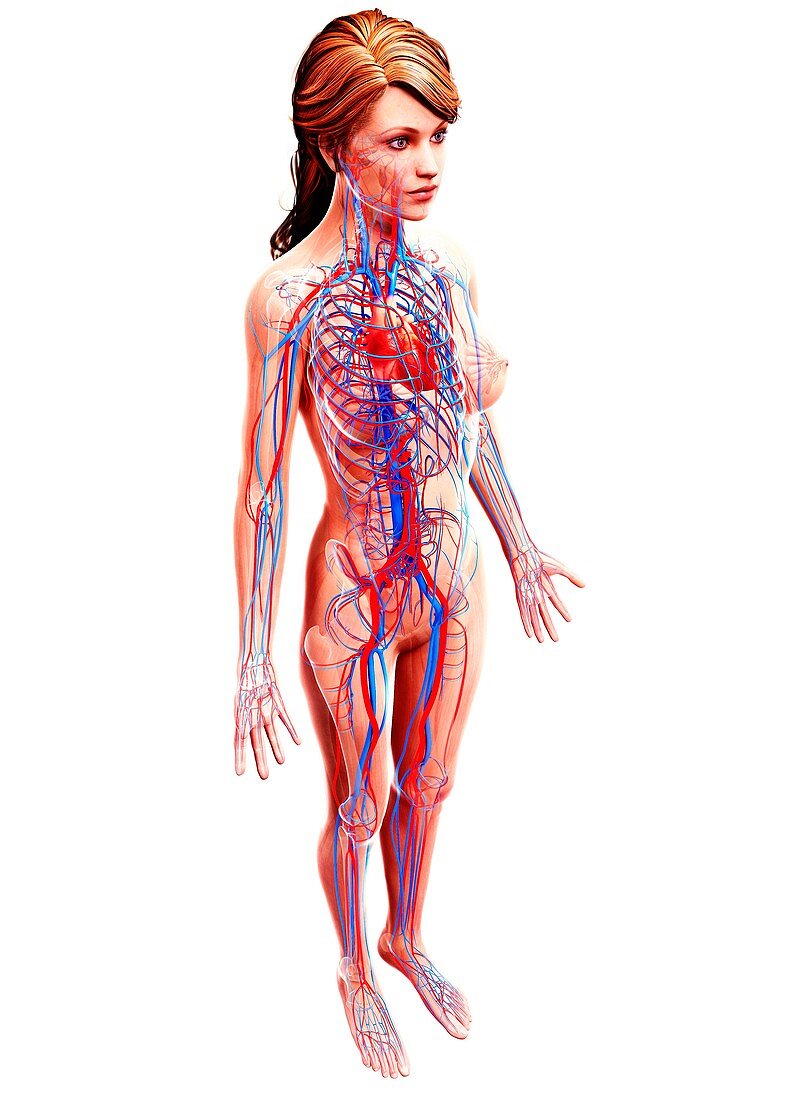 Female cardiovascular system,artwork