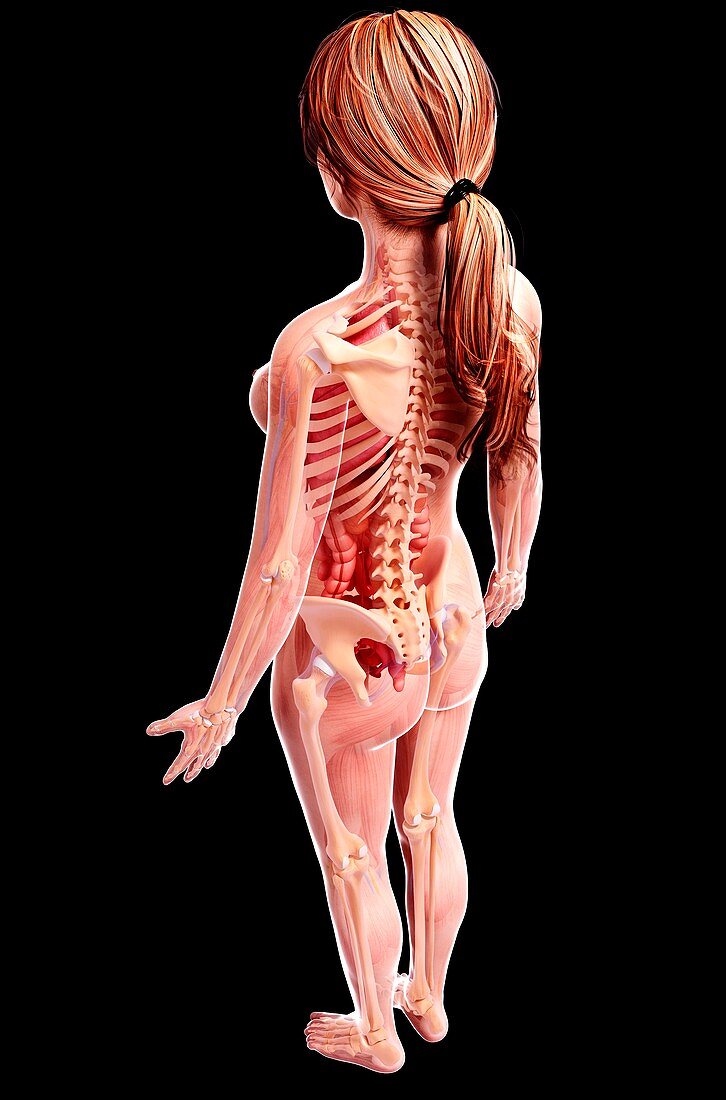 Female anatomy,artwork