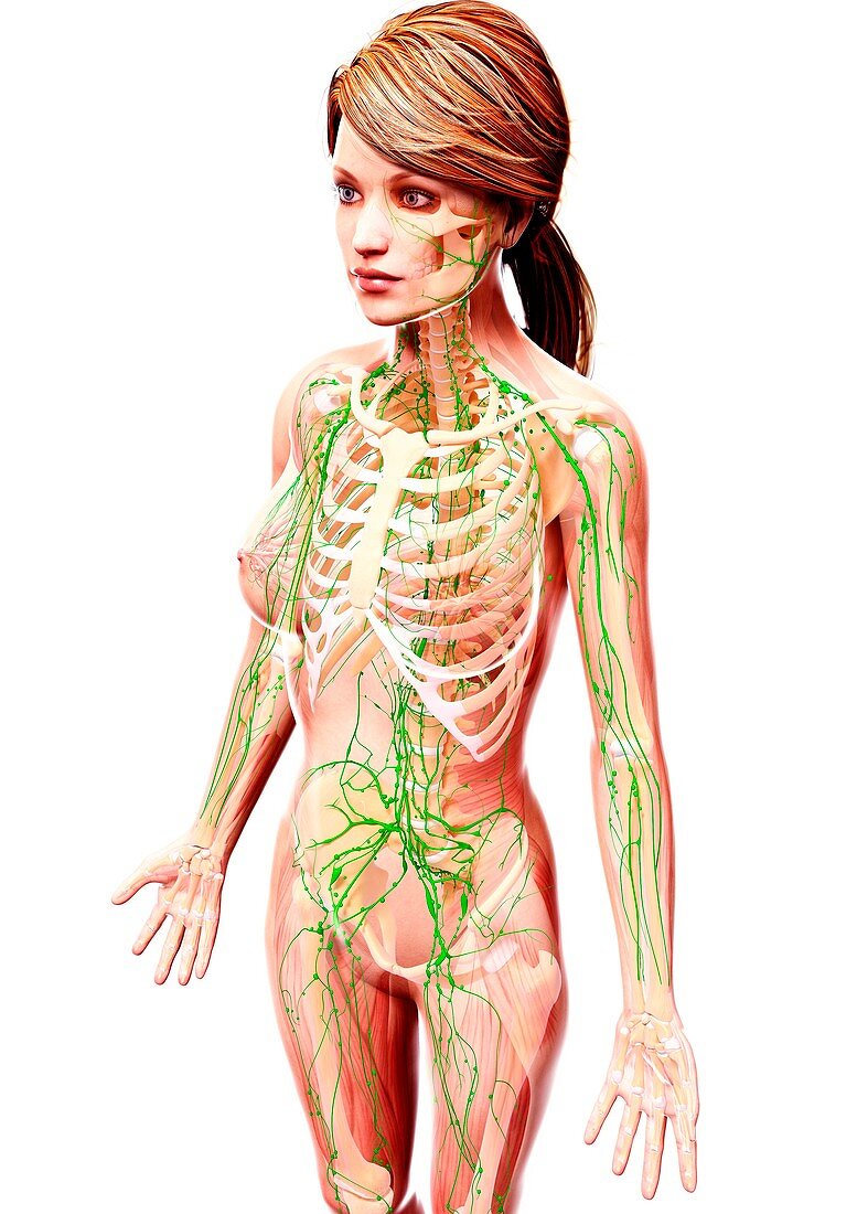 Female lymphatic system,artwork