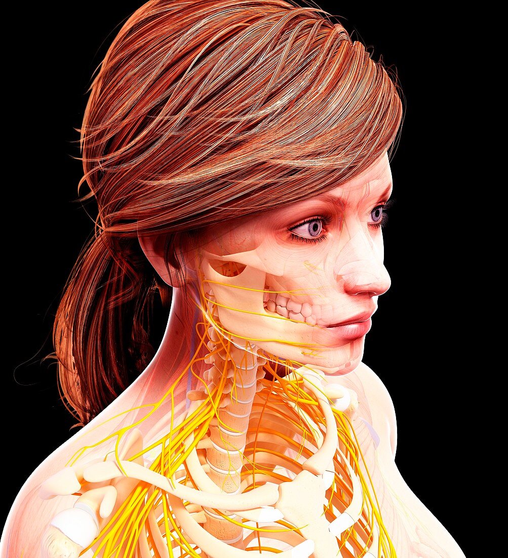 Female nervous system,artwork