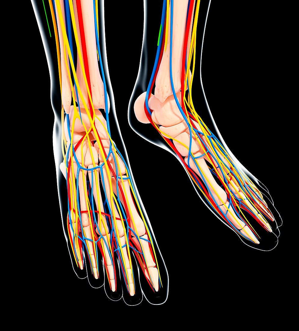 Human foot anatomy,artwork