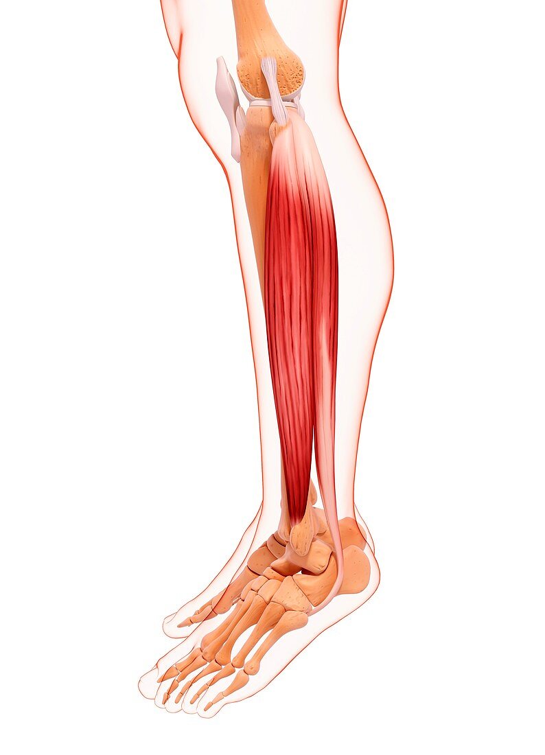 Human leg musculature,artwork