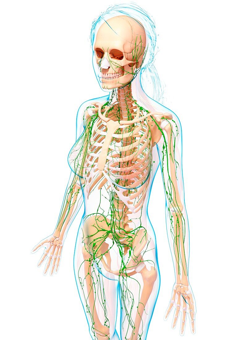 Female lymphatic system,artwork