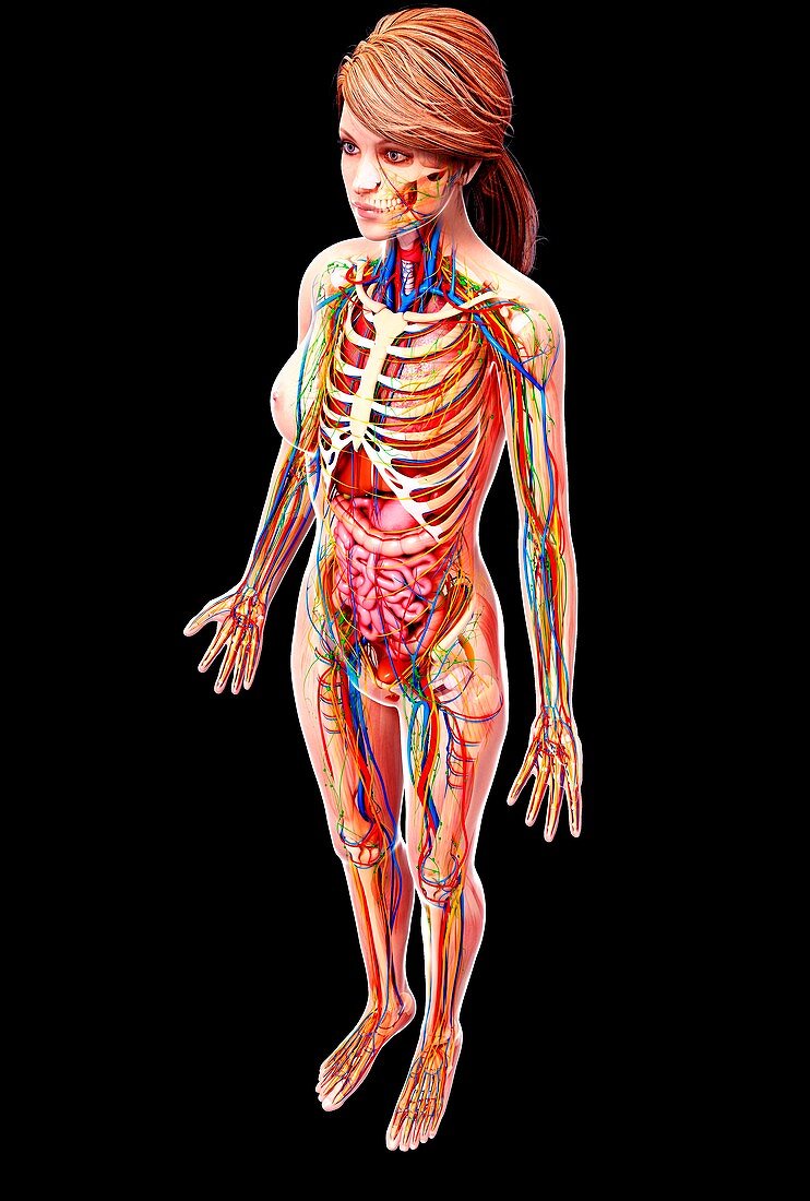 Female anatomy,artwork