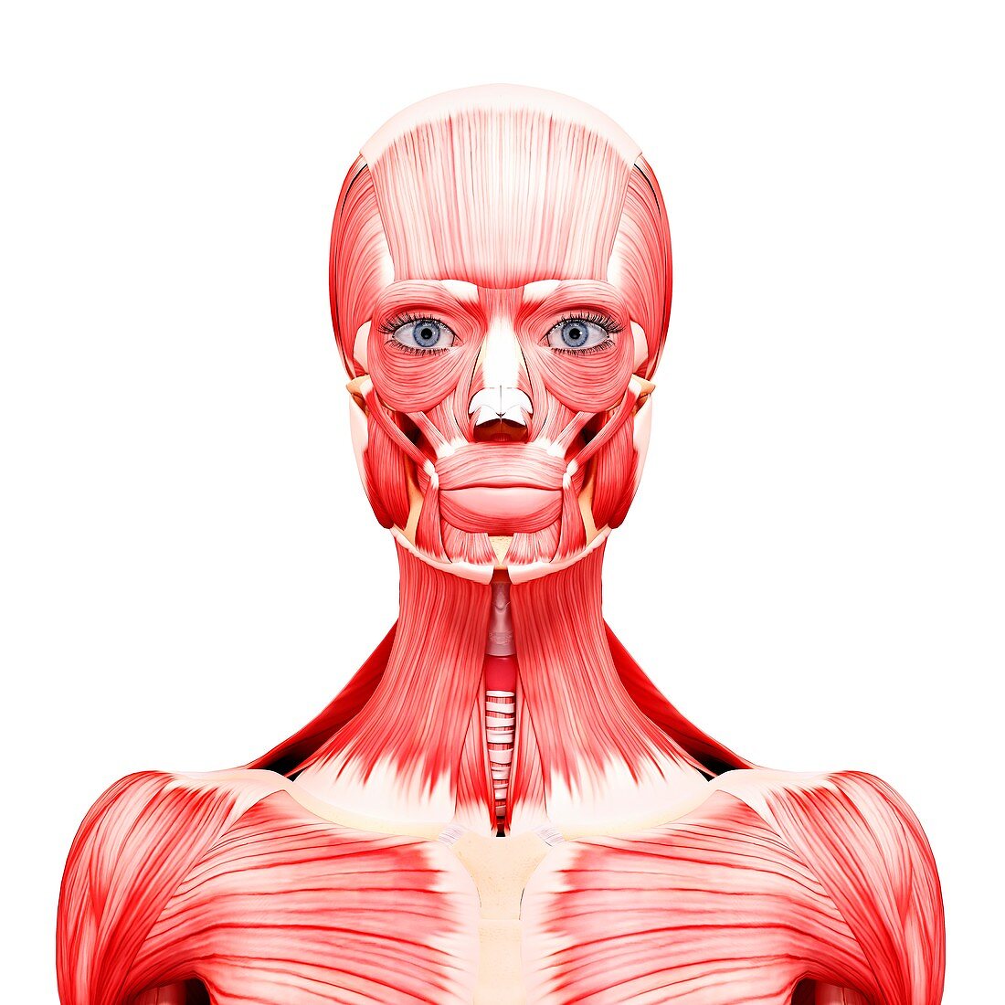 Female musculature,artwork