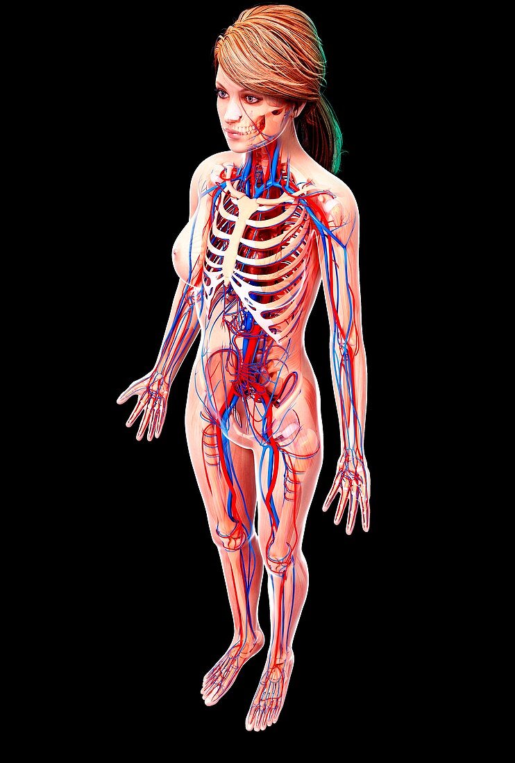 Female cardiovascular system,artwork