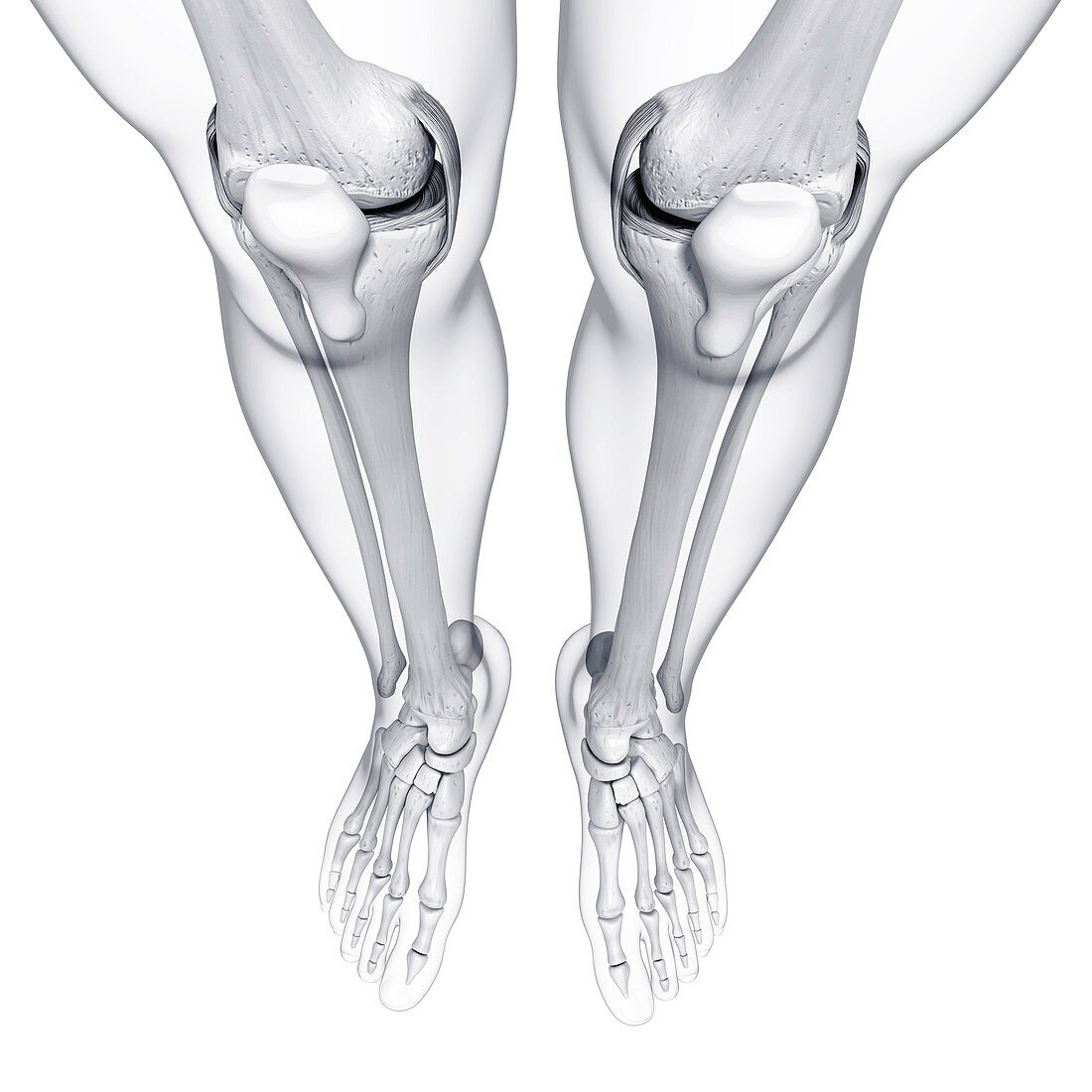 Human leg bones,artwork