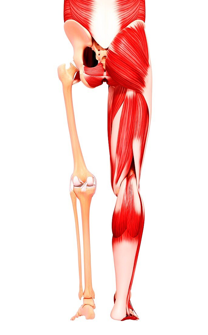 Human leg musculature,artwork