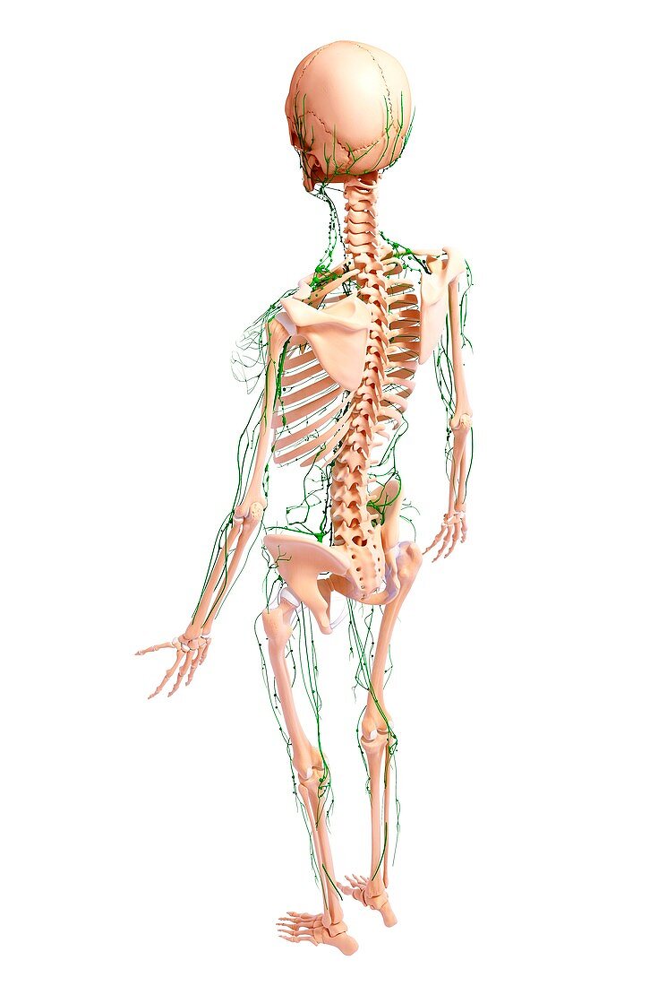 Human lymphatic system,artwork