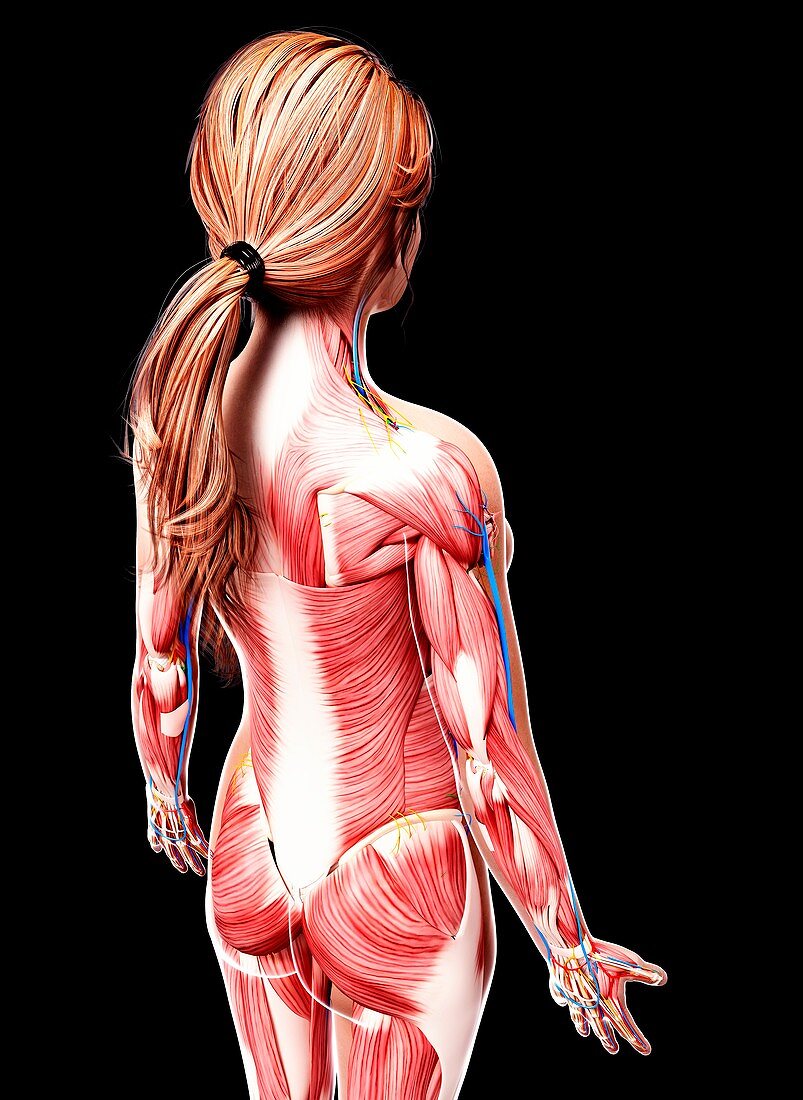 Female musculature,artwork