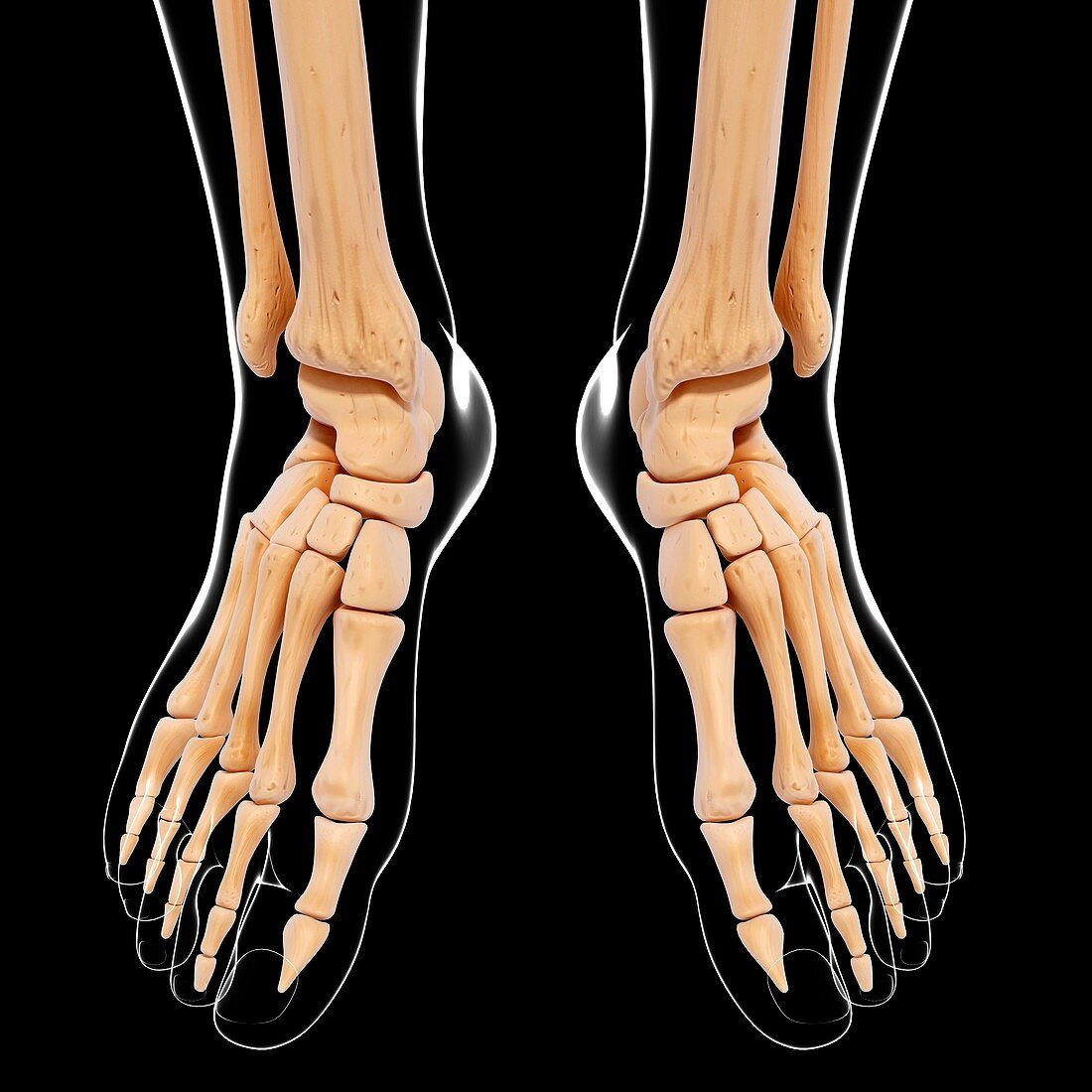 Human foot bones,artwork