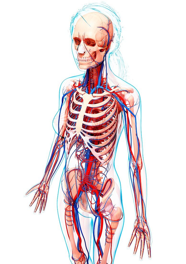 Female cardiovascular system,artwork