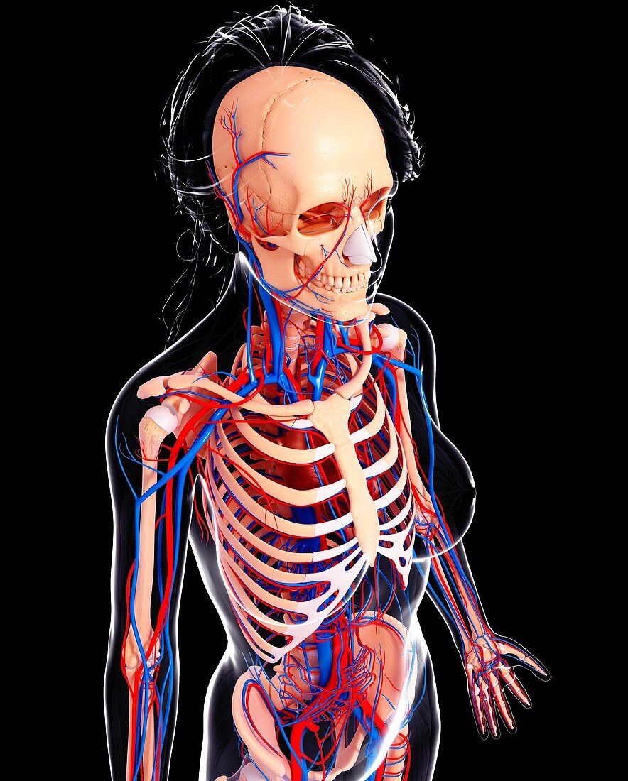 Female cardiovascular system,artwork