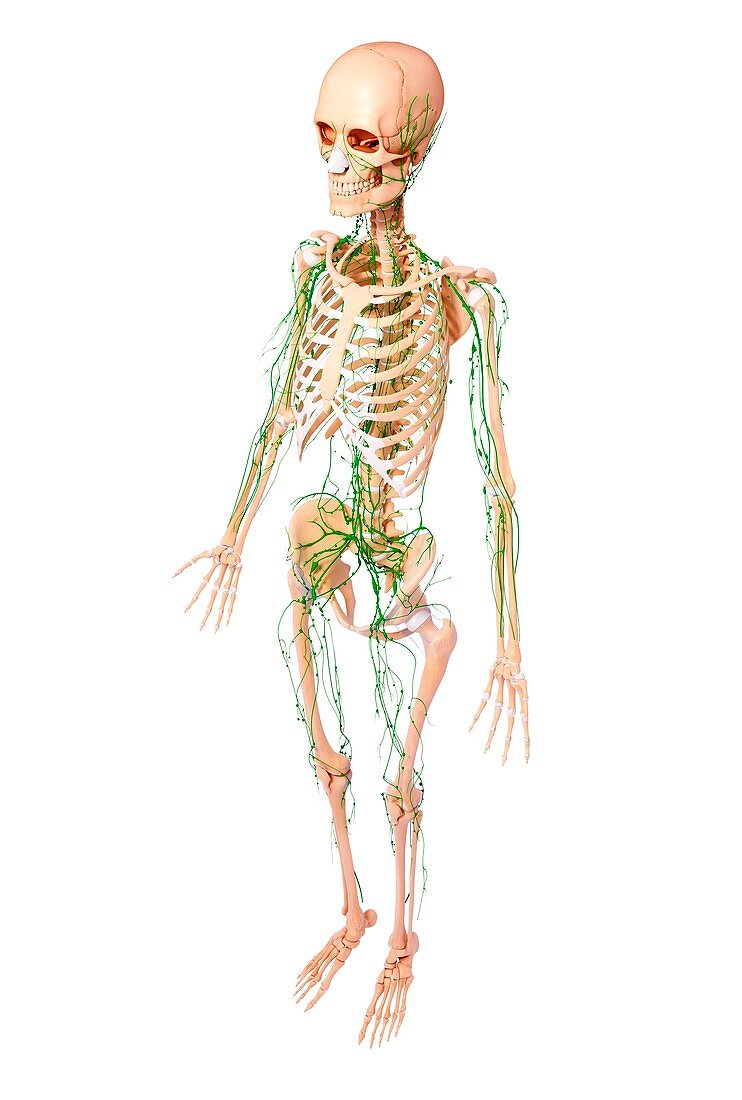 Human lymphatic system,artwork