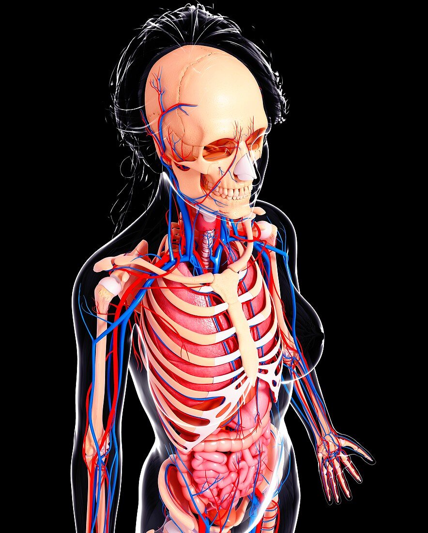 Female anatomy,artwork