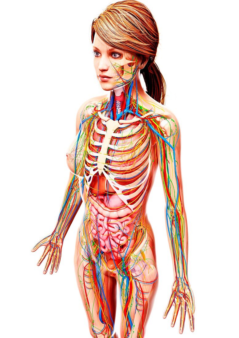 Female anatomy,artwork