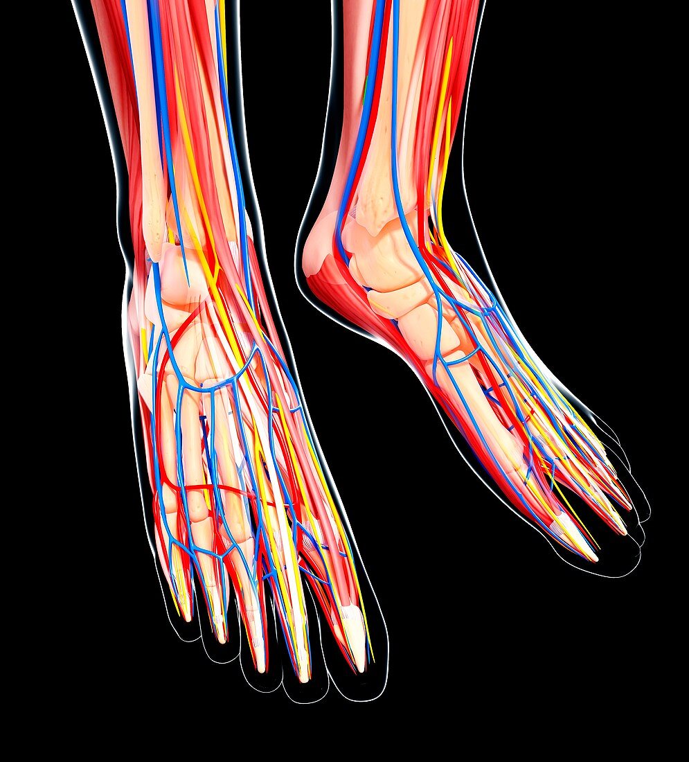 Human foot anatomy,artwork