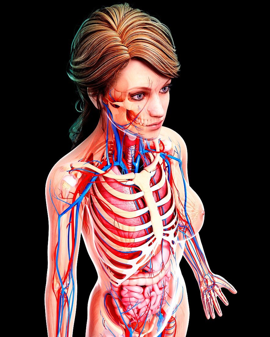 Female anatomy,artwork