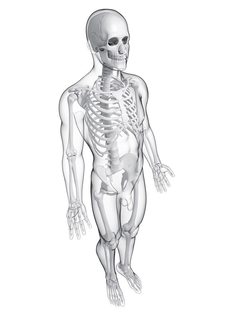 Male skeleton,artwork