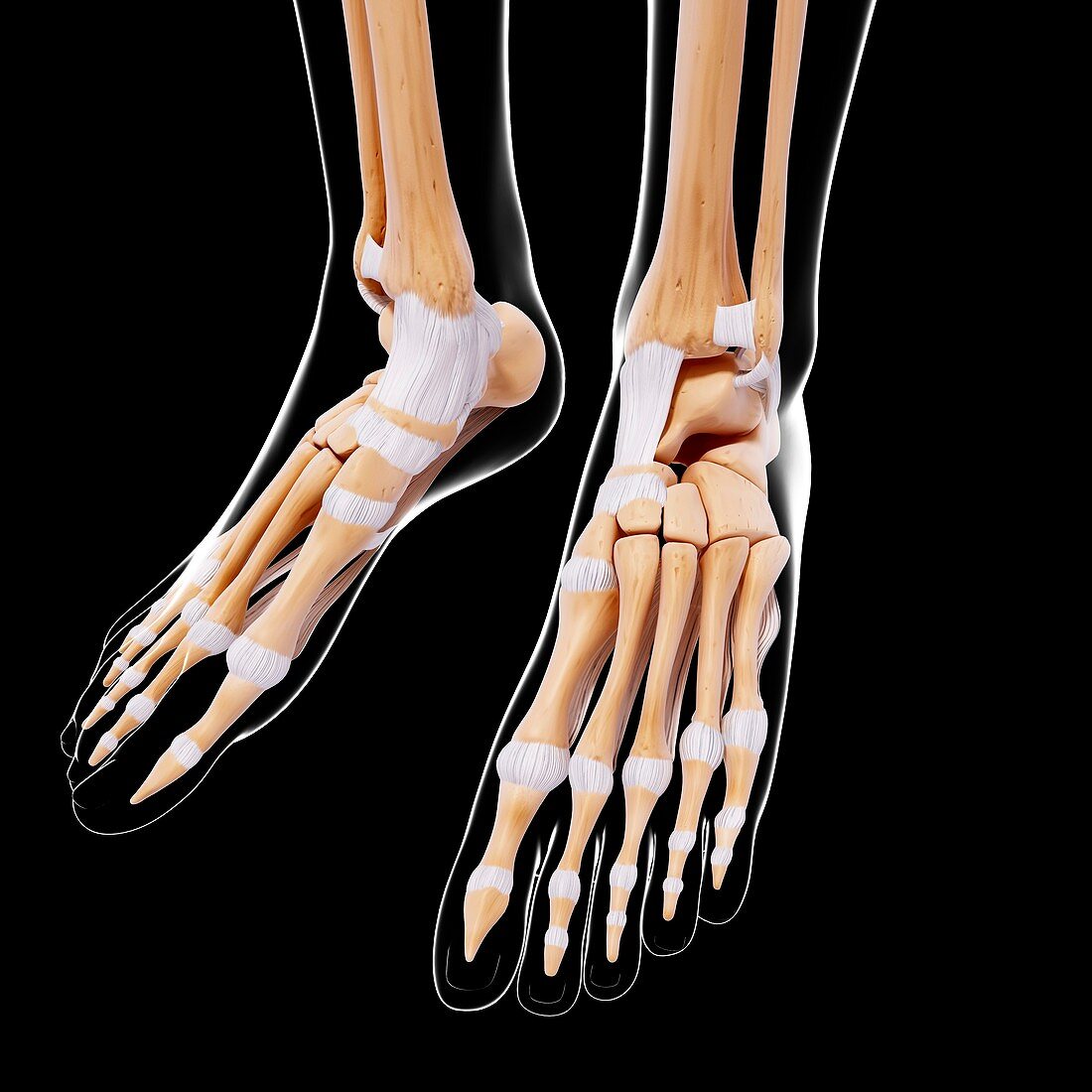 Human foot bones,artwork