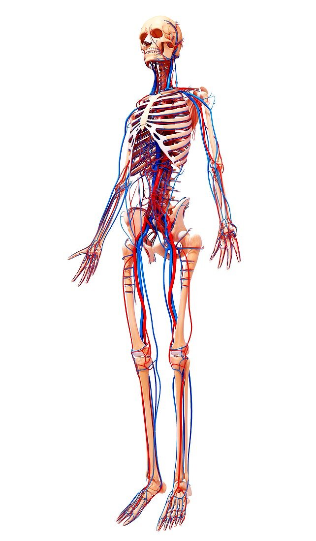 Human cardiovascular system,artwork