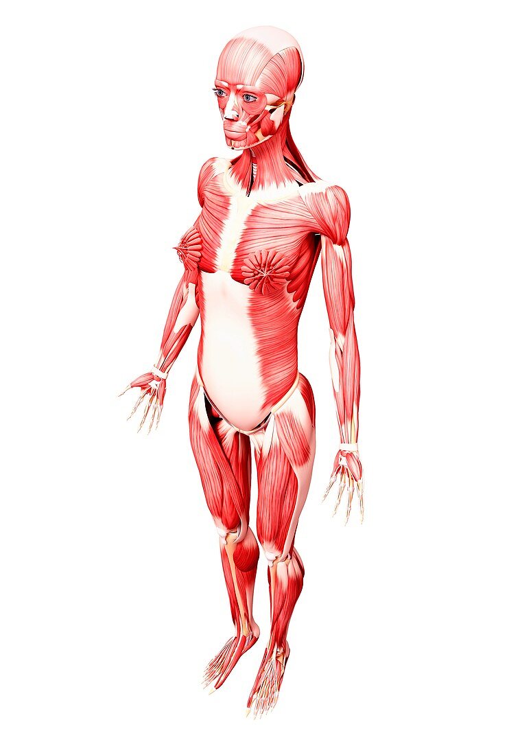 Female musculature,artwork