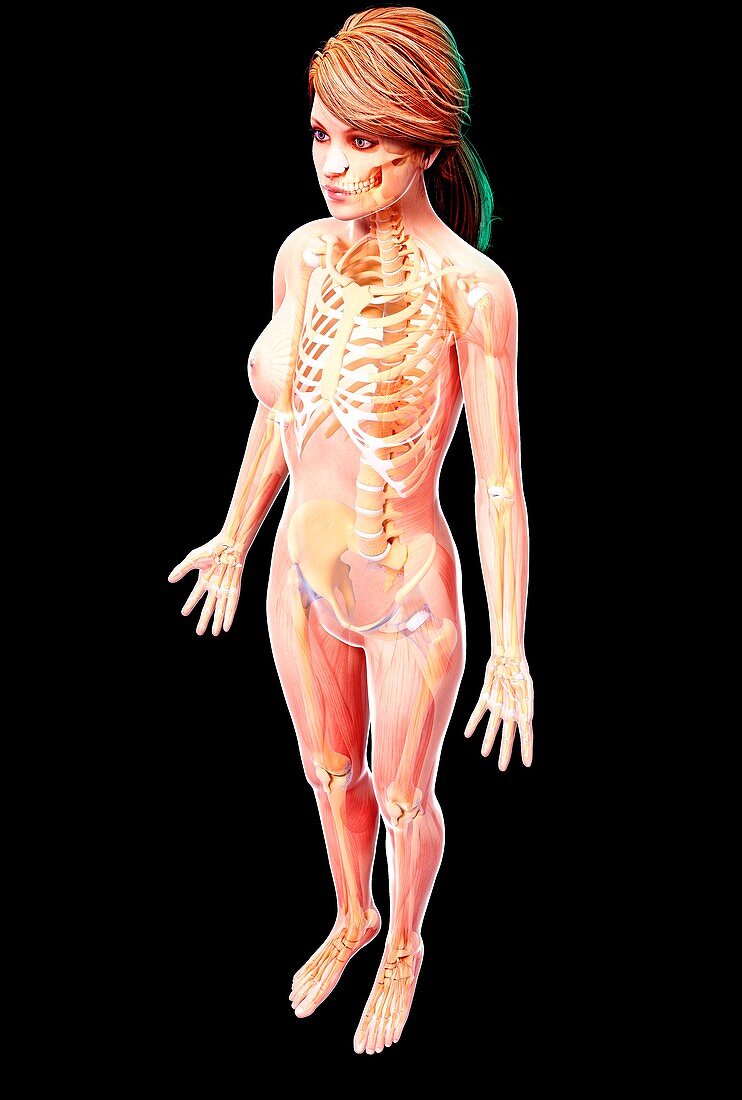 Female skeleton,artwork