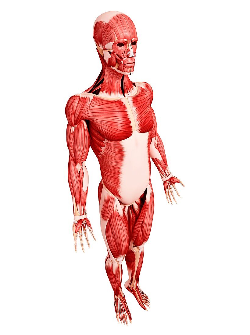 Human musculature,artwork